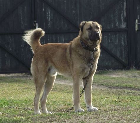 afghan shepherd dog.